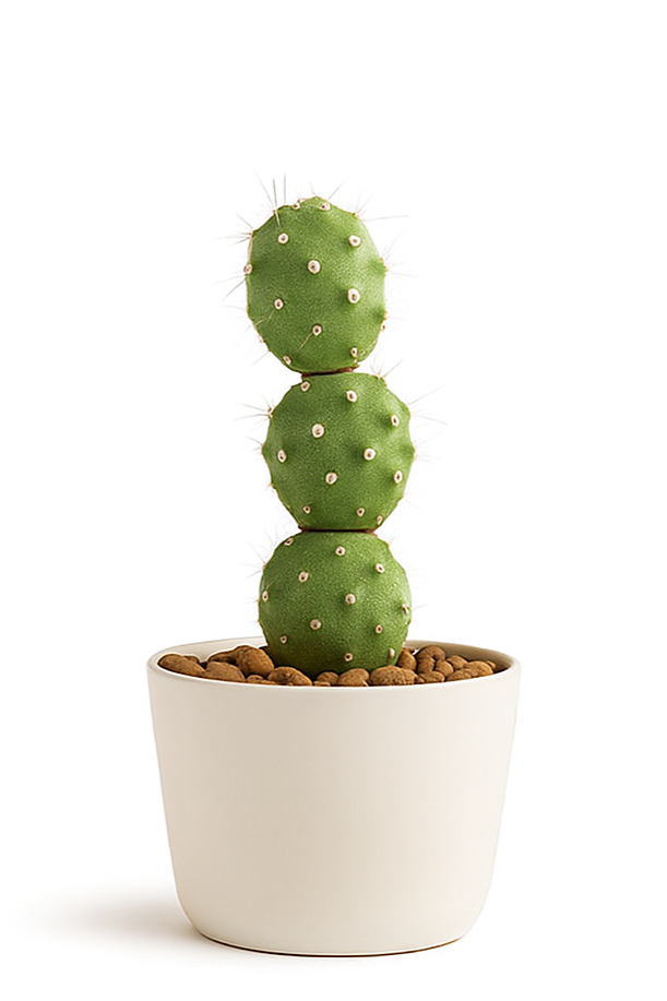 Paper Spine Cactus