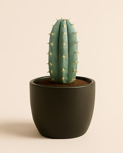 Blue Cone Cactus