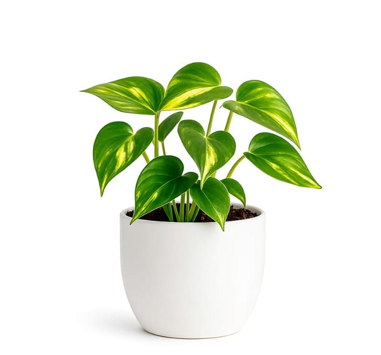 Pathos Plant