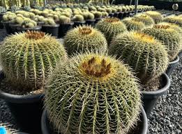 Golden Barrel Cactus