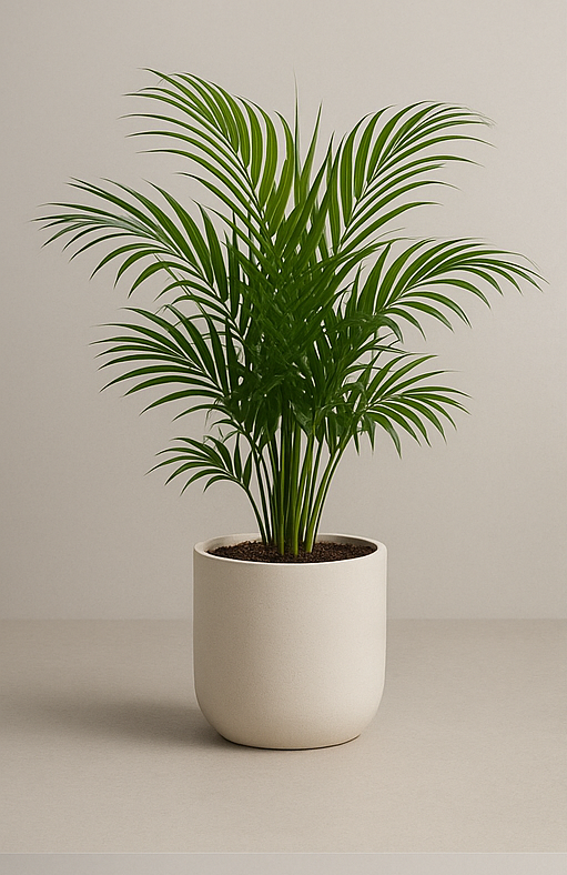 Areca Plam