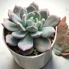 Echeveria