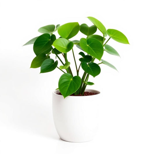 Money Plant