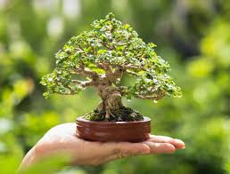 Bonsai / Miniature Tree