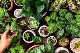 Air-Purifying Plants