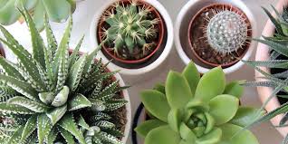 Cacti and Succulents