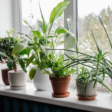 Low Maintenance Plants
