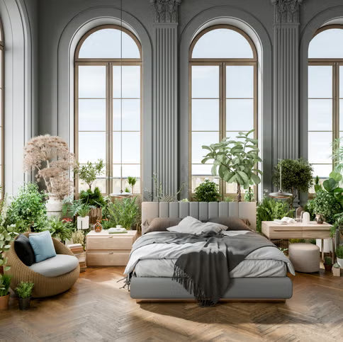 Bedroom & Living Room Plants