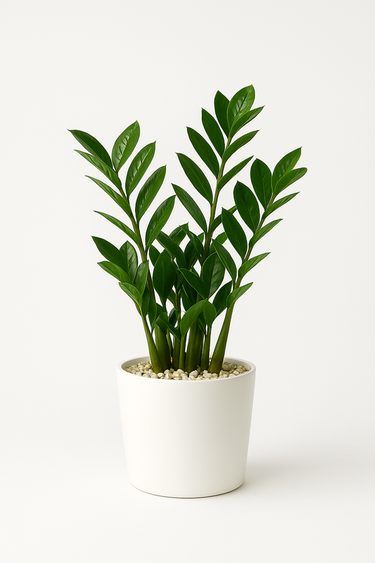 ZZ Plant (Corner Category)