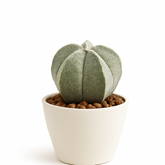 Bishop's Cap Cactus