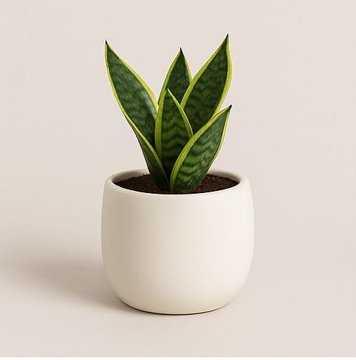 Snake Plant