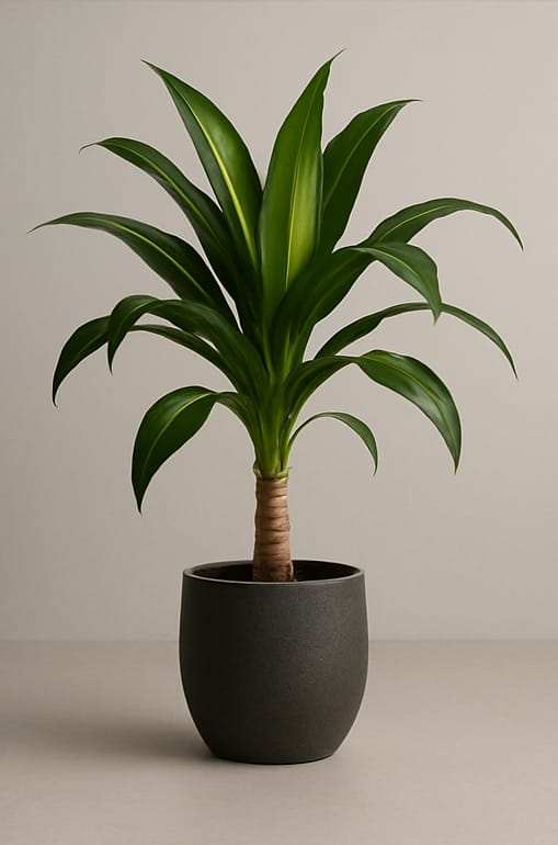 Dracaena fragrans