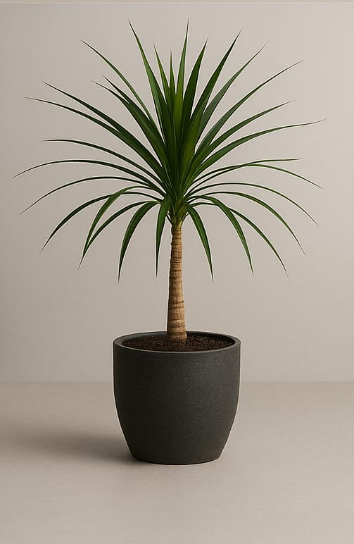 Dragon Tree