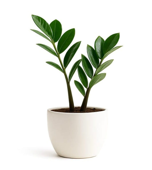 ZZ Plant (Table category)