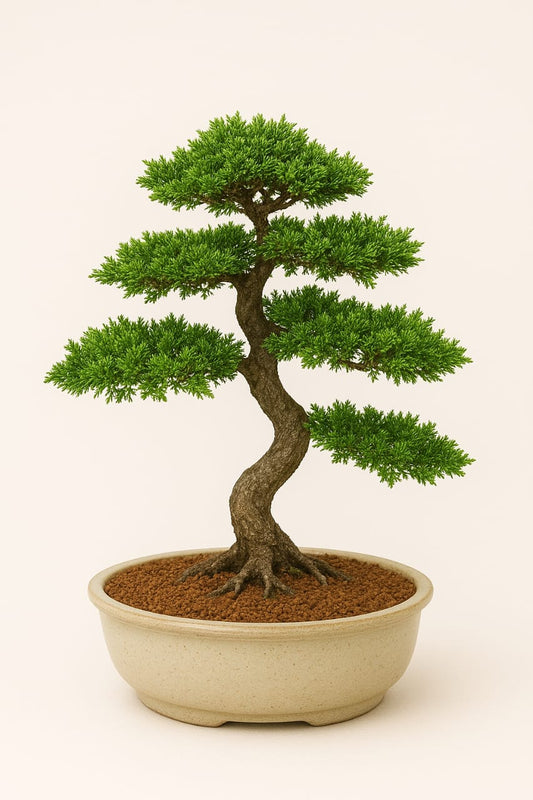 Premna Microphylla / Life Tree Bonsai