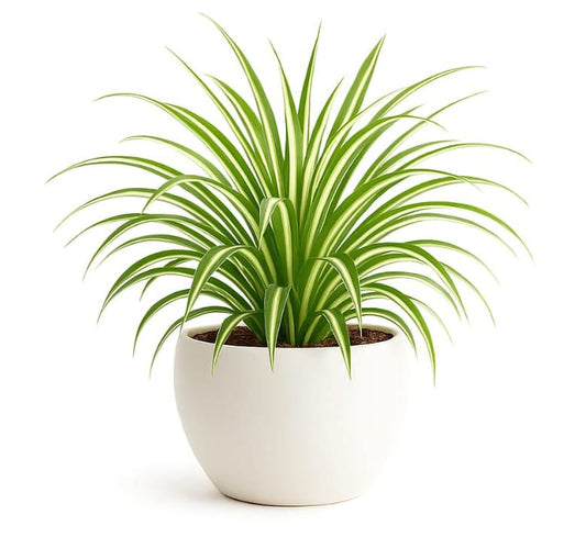 Spider Plant