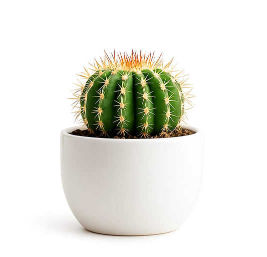 Golden Barrel Cactus