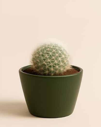 Barrel cactus