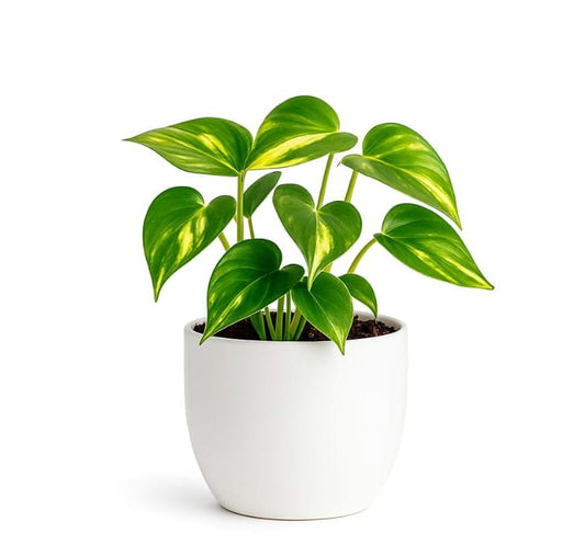 Pathos Plant