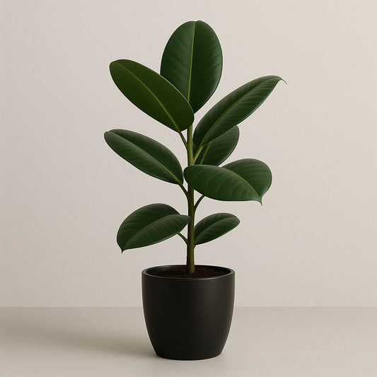 Rubber Plant