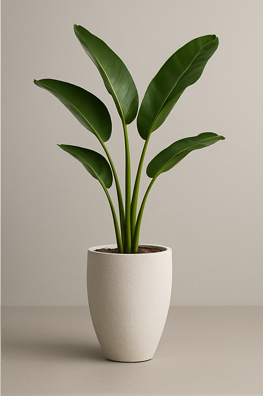 Banana Leaf Plant
