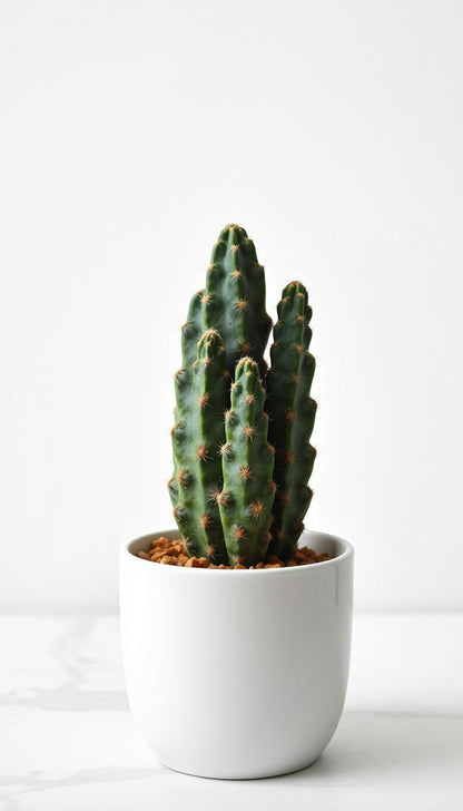 Blue Cone Cactus