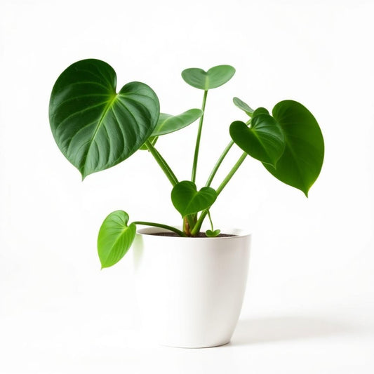 Money Plant